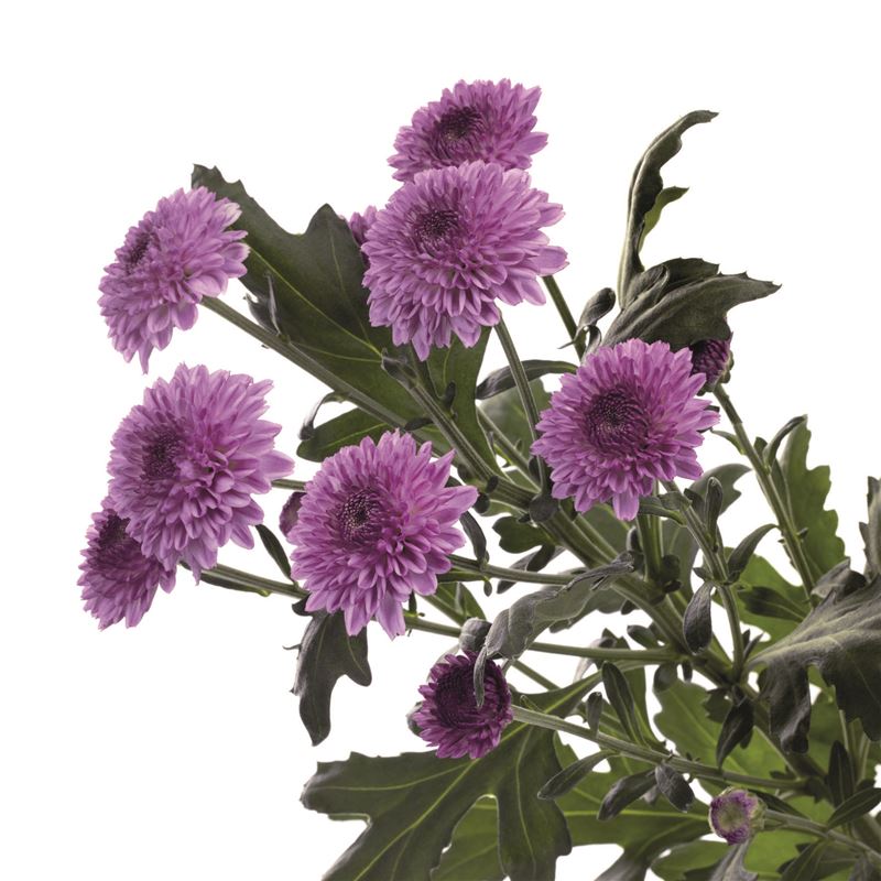 ABBEY PURPLE 